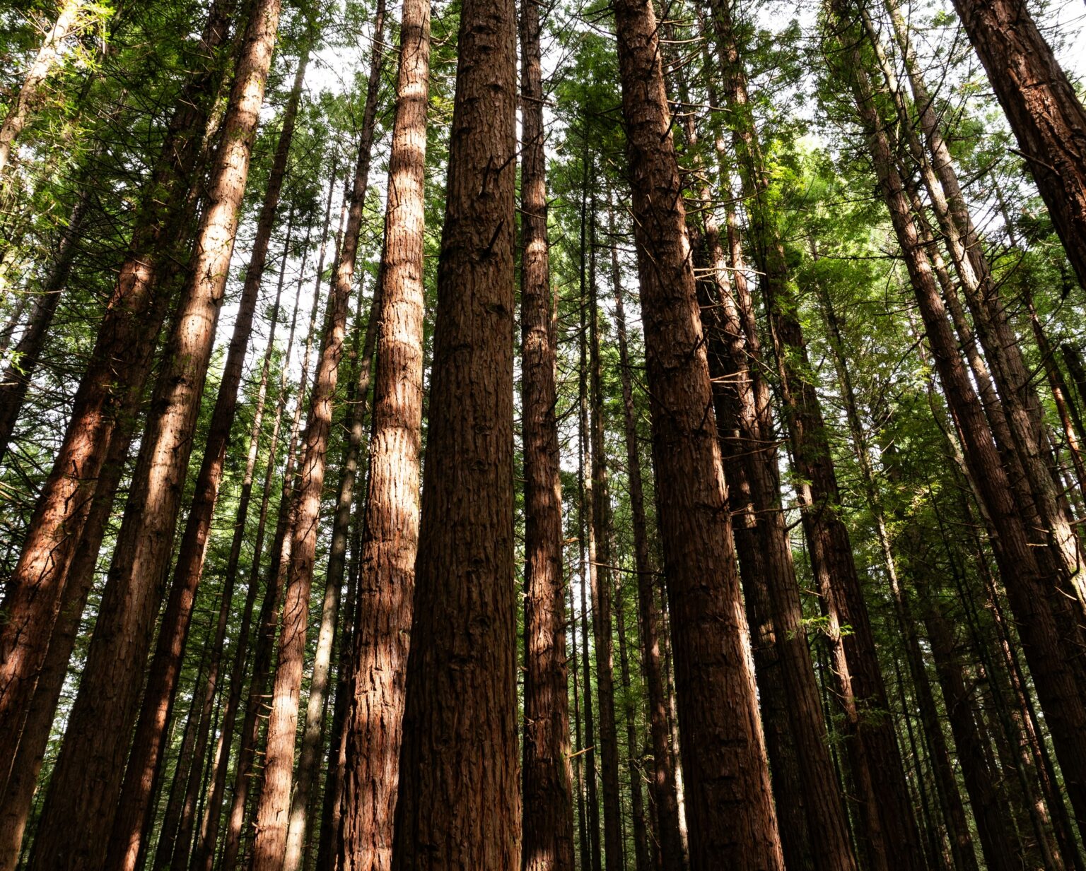 Rotorua City Wayfinding Strategy & Design