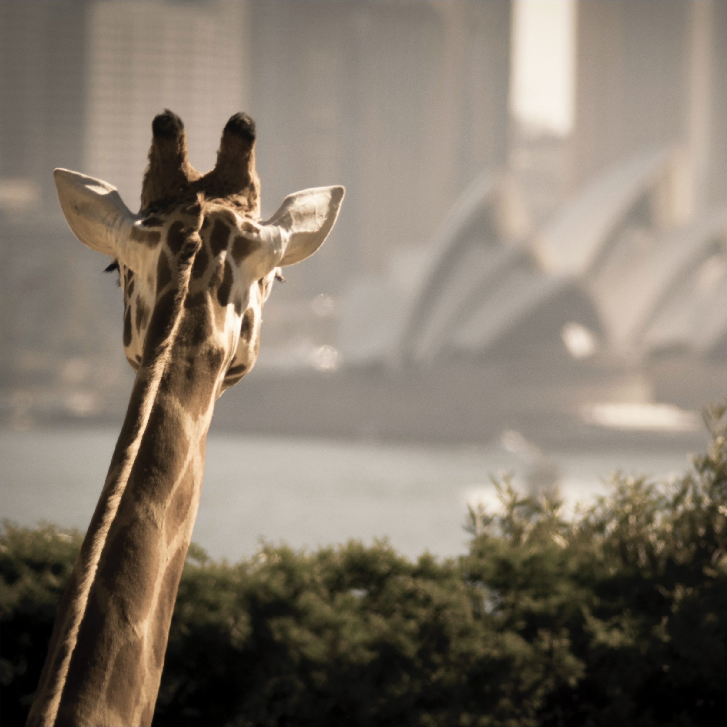 Testimonial_Taronga Zoo